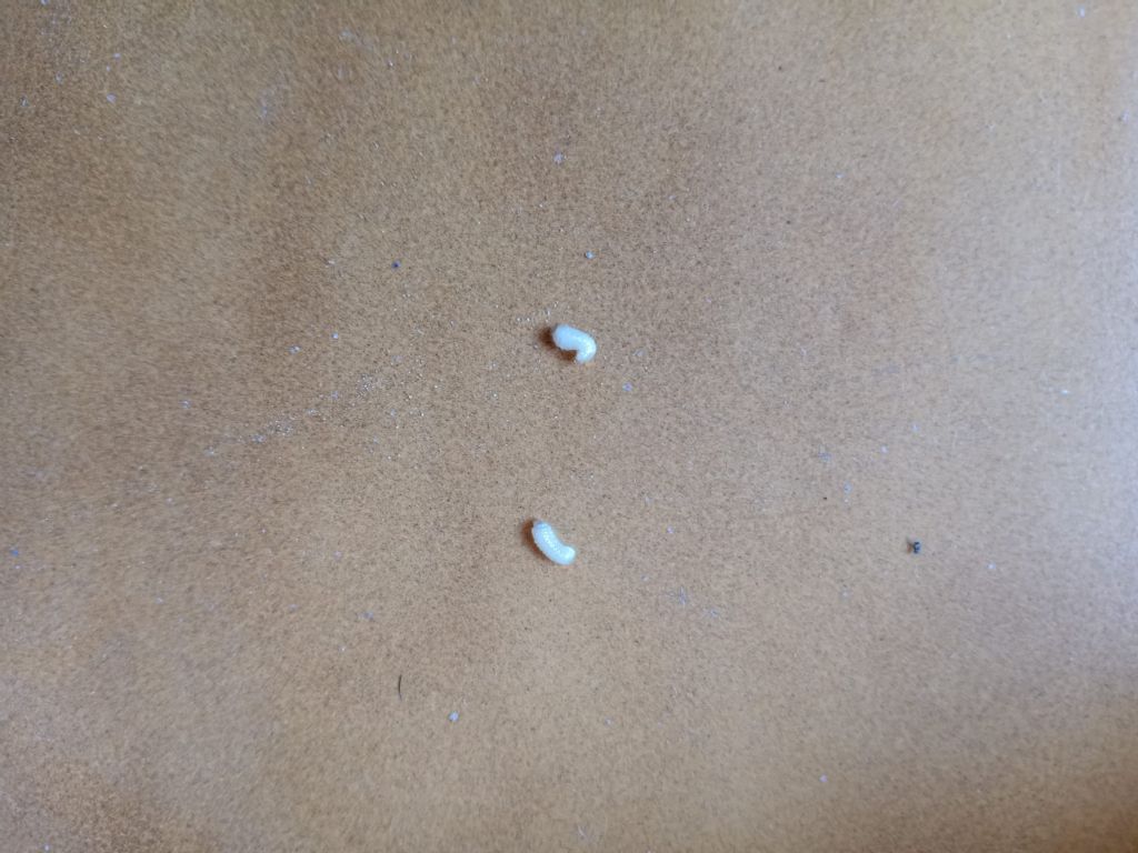 vermi invasivi perforanti